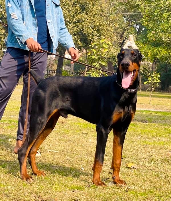 Doberman 03234696626 0