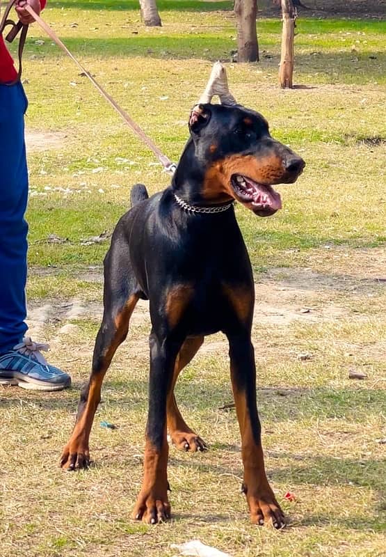 Doberman 03234696626 1