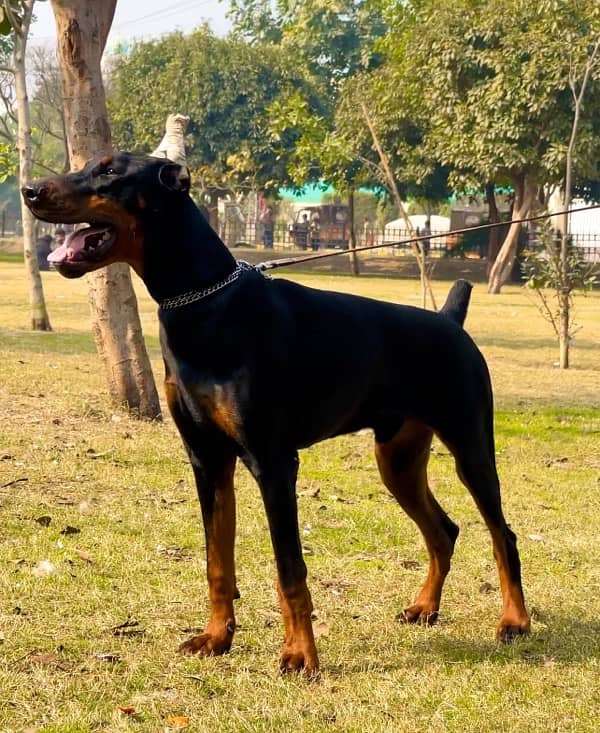 Doberman 03234696626 2