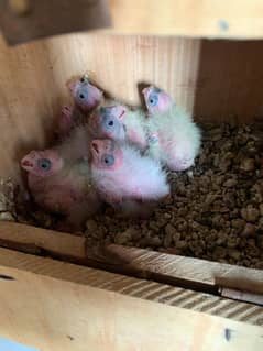 cockatil chicks for hand tame 1400 per piece cargo available