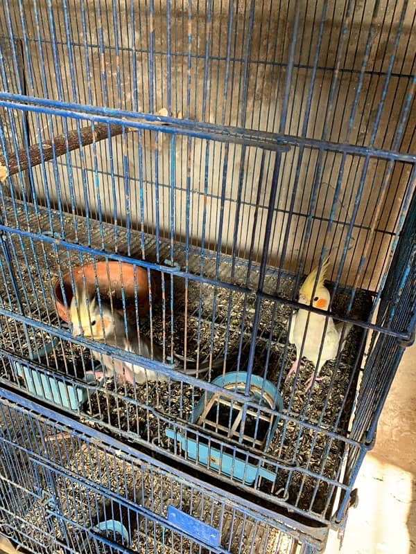 cockatil chicks for hand tame 1400 per piece cargo whatapp msg only 2