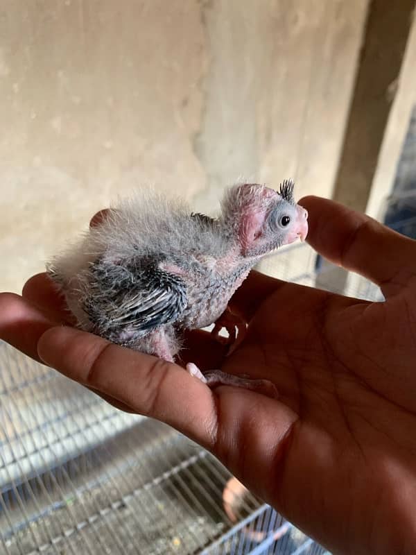 cockatil chicks for hand tame 1400 per piece cargo whatapp msg only 3