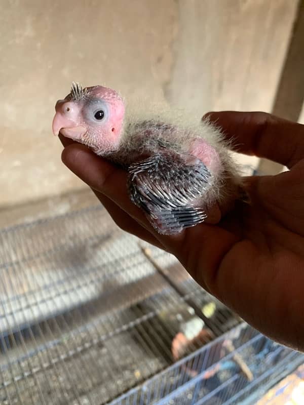 cockatil chicks for hand tame 1400 per piece cargo whatapp msg only 4