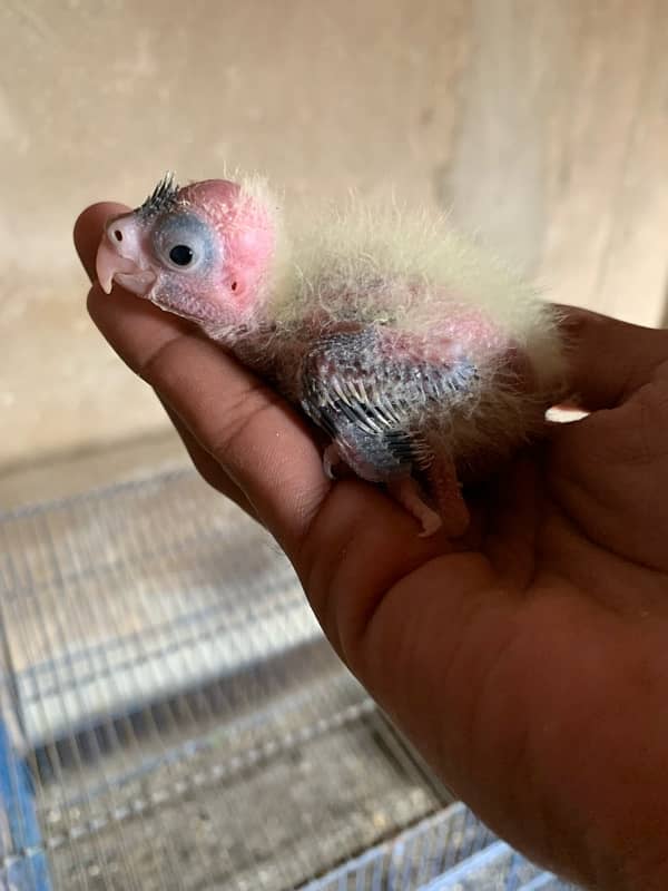 cockatil chicks for hand tame 1400 per piece cargo whatapp msg only 5