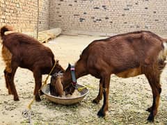 Gabban Goat With 2 Kids Female