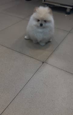 pomeranian miniature size pup available