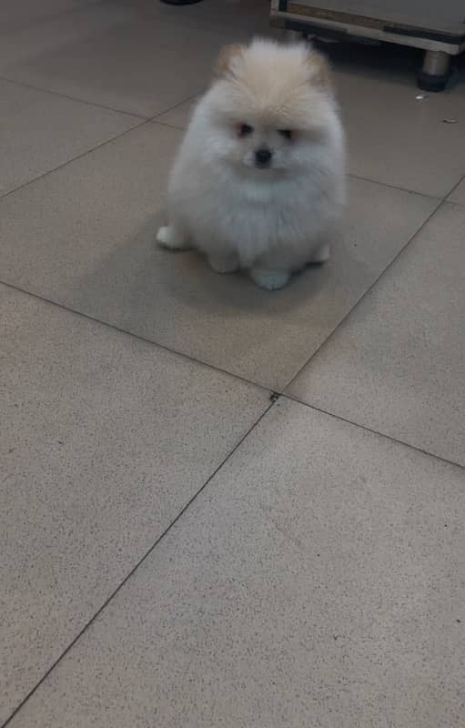 pomeranian miniature size pup available 0