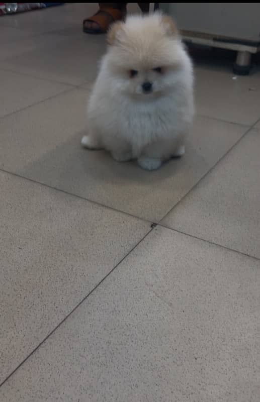 pomeranian miniature size pup available 1