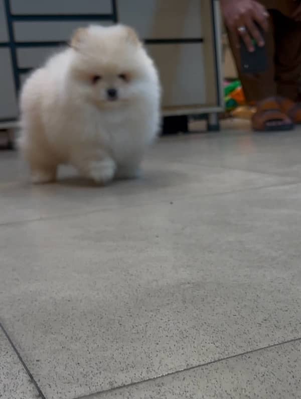 pomeranian miniature size pup available 2