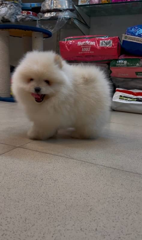 pomeranian miniature size pup available 3