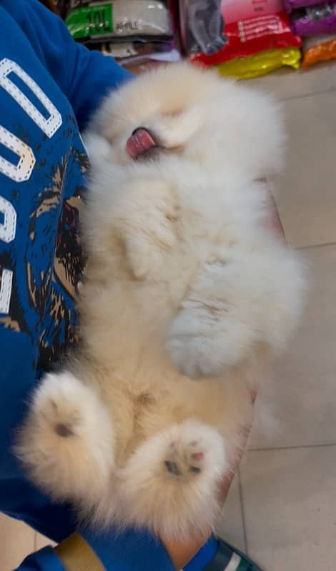 pomeranian miniature size pup available 4