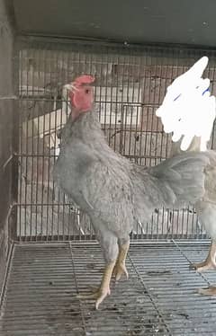 Jublee | Indian | Game | Bantam | Bird | Hen | Fancy Breed