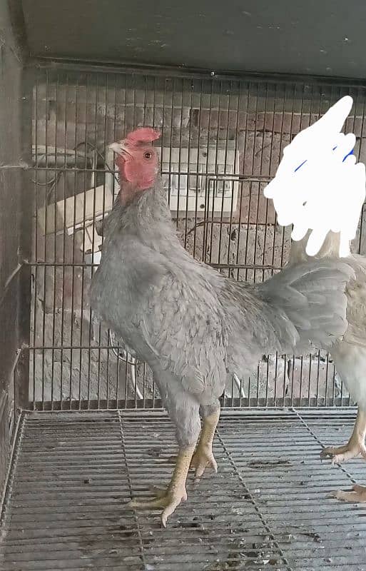 Jublee | Indian | Game | Bantam | Bird | Hen | Fancy Breed 0