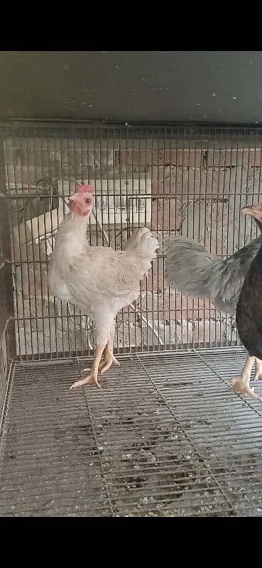 Jublee | Indian | Game | Bantam | Bird | Hen | Fancy Breed 1