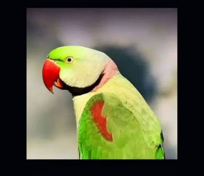 raw healthy and beautiful parrot for sale 03089755670 0