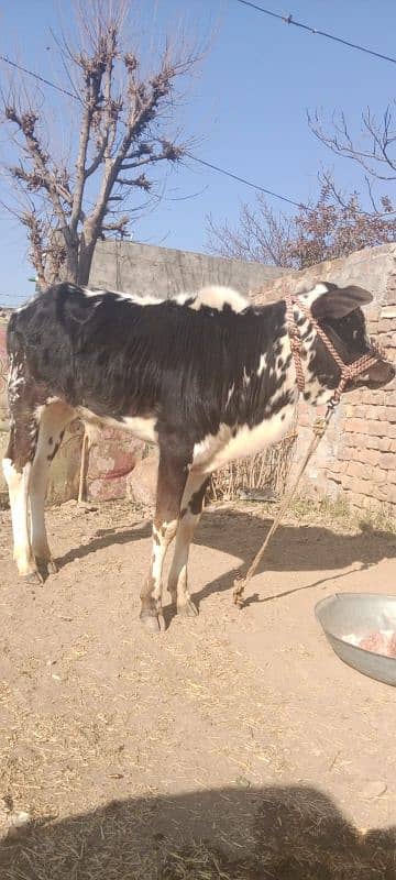 cow and bachra 0