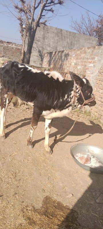 cow and bachra 1