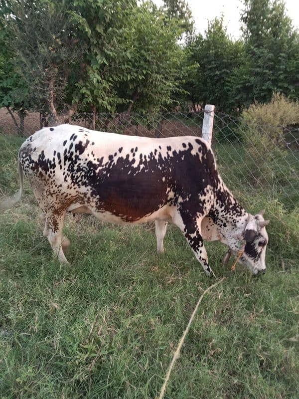 cow and bachra 3