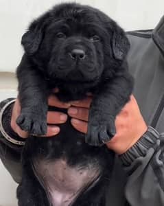 Labrador female puppy black high quality vert healthy and active