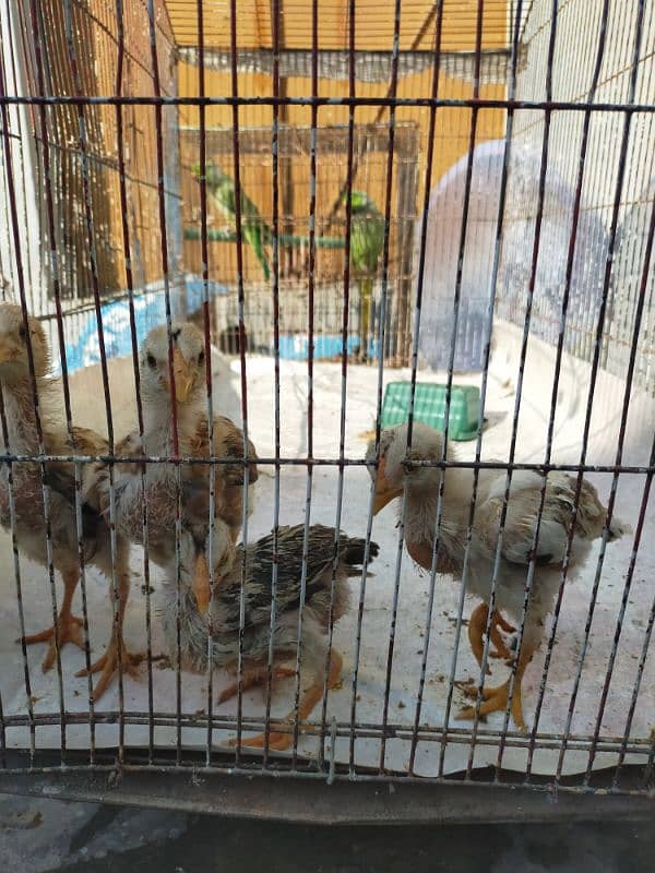 Pure Jawa Aseel Chicks for Sale 0