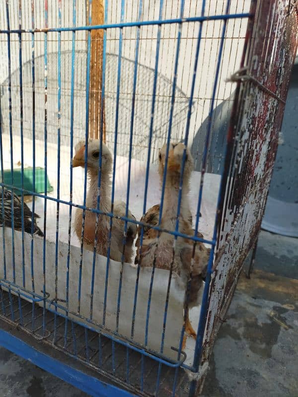 Pure Jawa Aseel Chicks for Sale 1