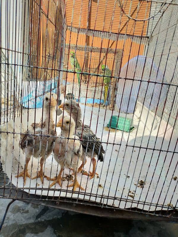 Pure Jawa Aseel Chicks for Sale 2