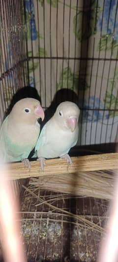 lovebirds 4 breeder pair all ok Mashallah