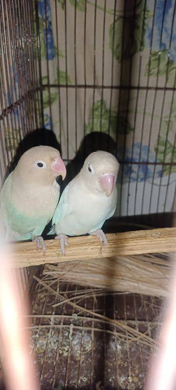 lovebirds 4 breeder pair all ok Mashallah 0