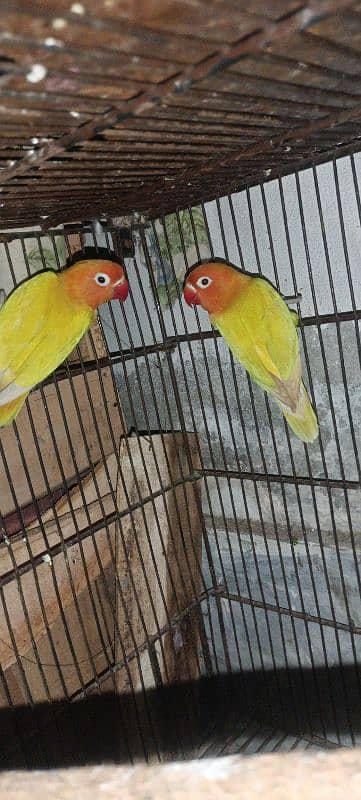 lovebirds 4 breeder pair all ok Mashallah 2