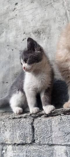 cat female for sale