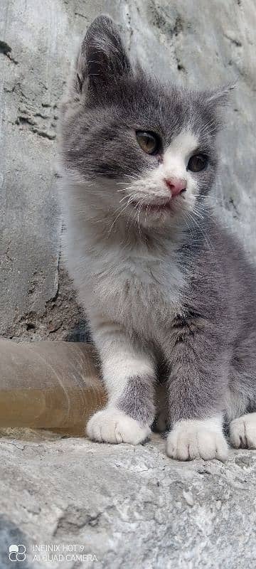 cat female for sale 1