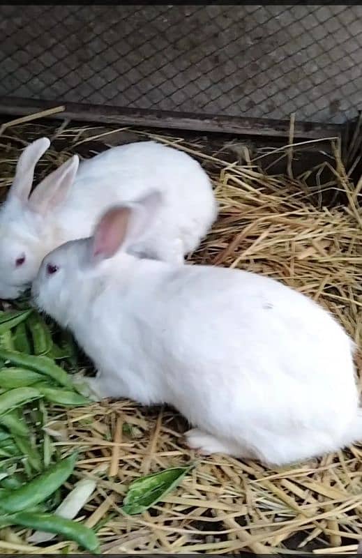 Red eye white rabbit pair with baby 1