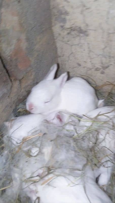 Red eye white rabbit pair with baby 2