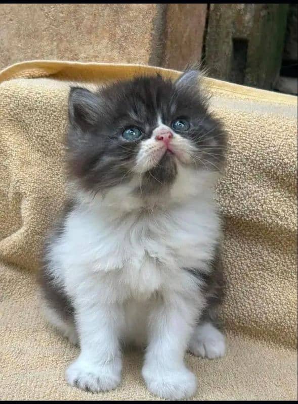 Persian cat for sale male or female my WhatsApp 0329=36=83=390 0