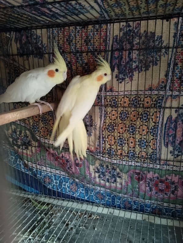 comen yellow cocktail red eyes  breader pair for sale 0