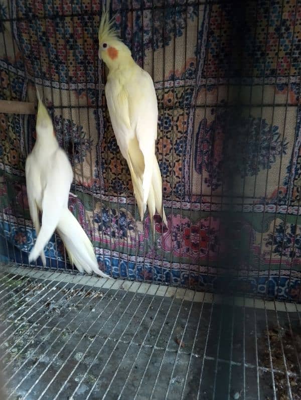 comen yellow cocktail red eyes  breader pair for sale 1