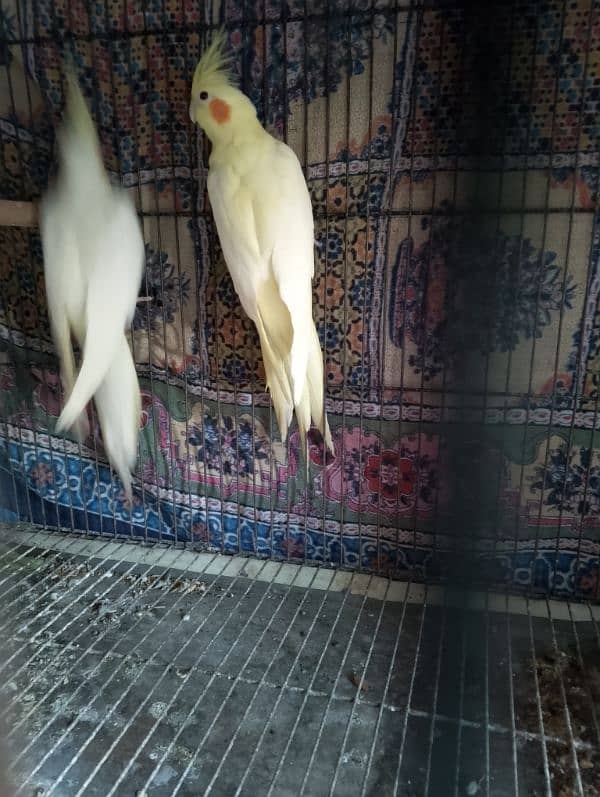 comen yellow cocktail red eyes  breader pair for sale 2