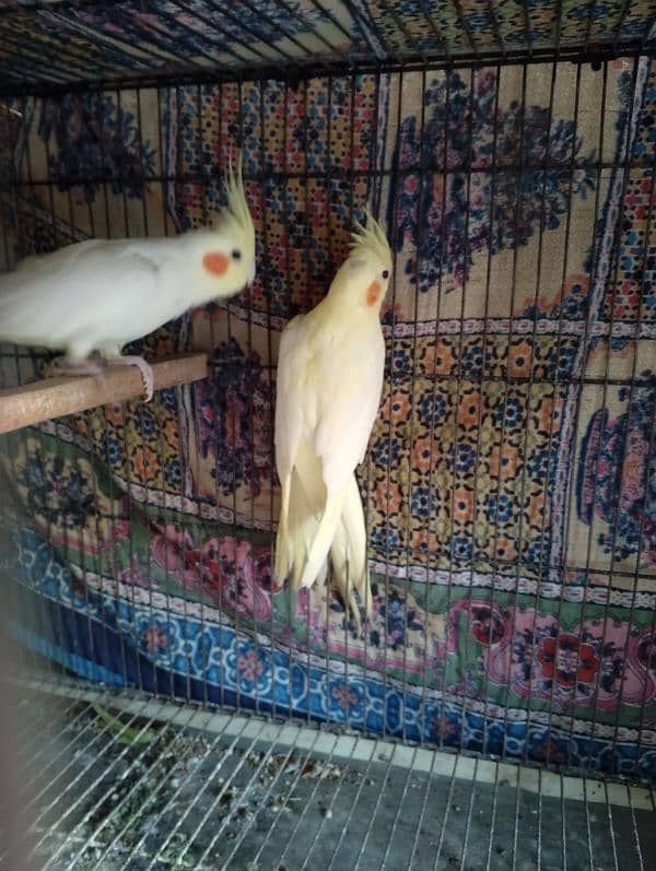 comen yellow cocktail red eyes  breader pair for sale 3