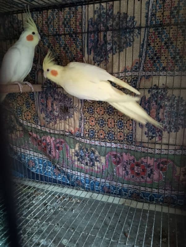 comen yellow cocktail red eyes  breader pair for sale 4