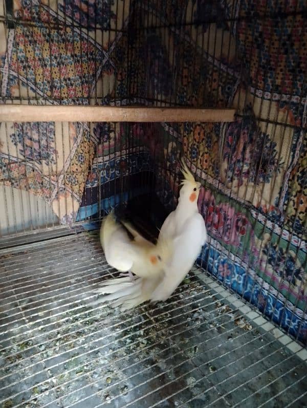 comen yellow cocktail red eyes  breader pair for sale 6