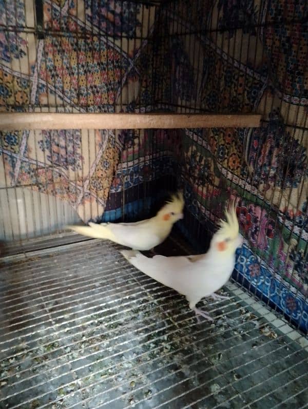 comen yellow cocktail red eyes  breader pair for sale 7