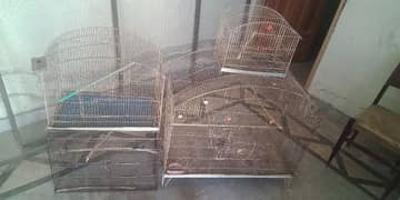 Doliyan+ cages for sale