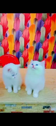 Persian cat for sale male or female my WhatsApp 0329=36=83=390