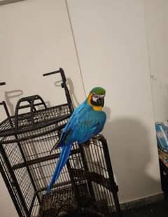 blue macaw parrot chicks for sale Whatsapp number 03307595248