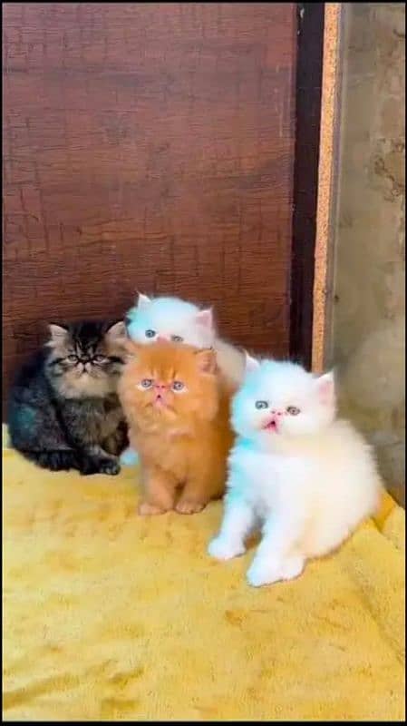 Persian cat for sale male or female my WhatsApp 0329=36=83=390 1