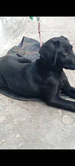 American lab puppy