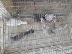 zero kali Pigeon for sale