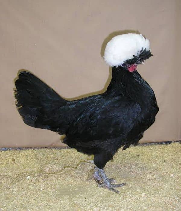 chicks and eggs of fancy hens available 1