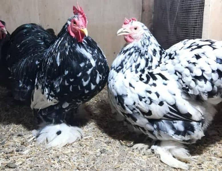 chicks and eggs of fancy hens available 4