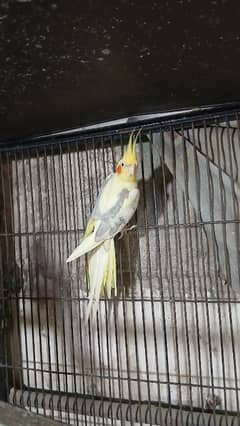 Cocktail Male and Pair Available